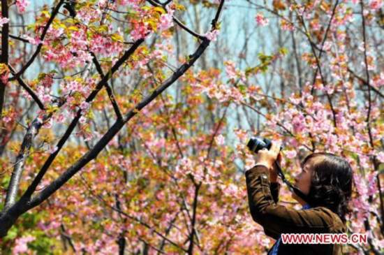 Cherry Blossom Festival held in Shanghai