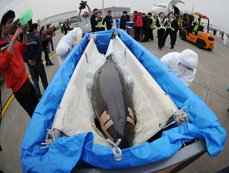 Dolphins from Japan tested for radiation at Changsha
