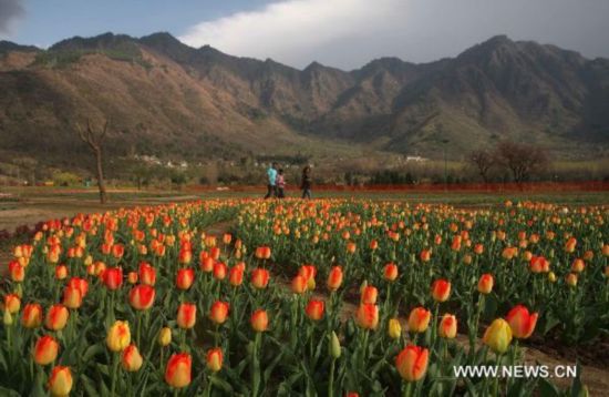 Tulip blossom in Indian-controlled Kashmir