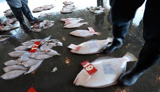 Japan sets radiation safety standards for fish