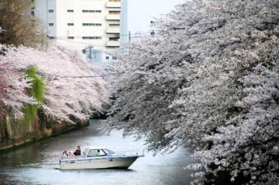 Cherry blossom viewing kicks off in Tokyo with donations for quake area