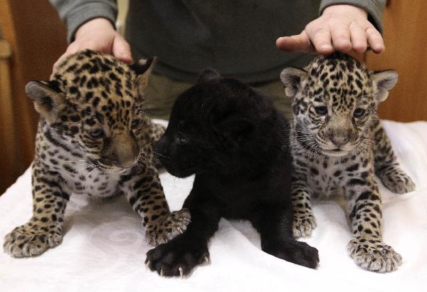 Newly-born Jaguar cub triplets