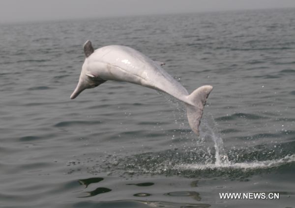 Chinese white dolphins -- "giant panda in the sea"