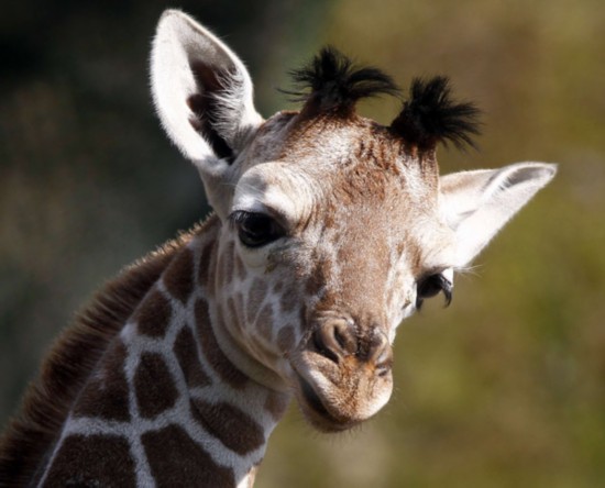 Two-week-old giraffe baby