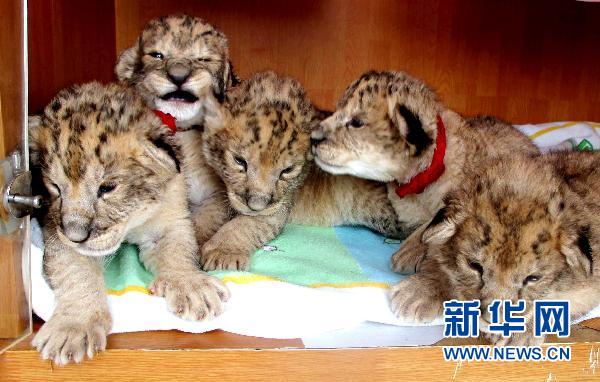 African lion gives birth to five cubs at Dalian Forest Zoo