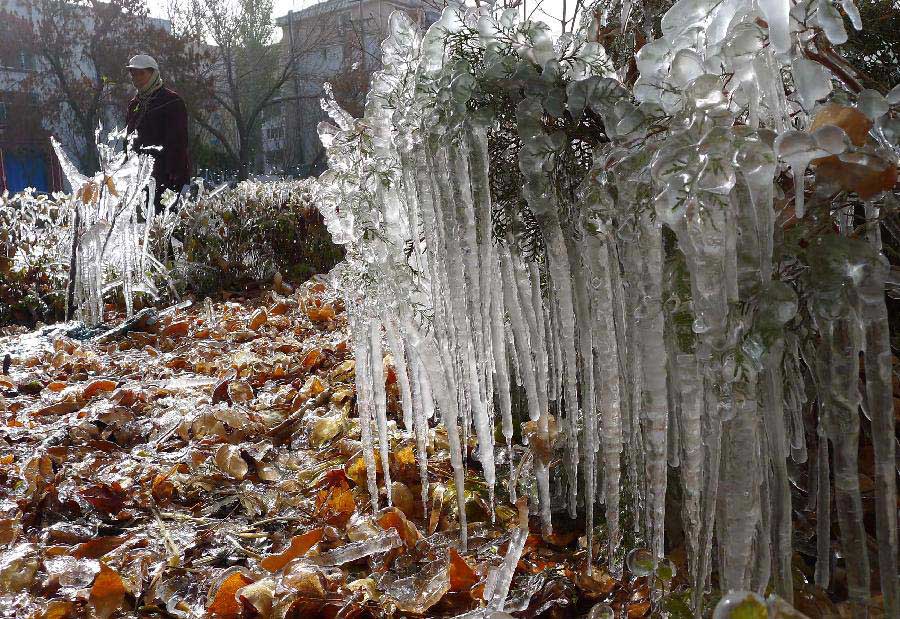A citizen walks past an "ice tree" in Hami City, northwest China's Xinjiang Uygur Autonomous Region, Nov. 4, 2012. Glaze ice and icicles are seen in Hami after strong wind and cold weather swept the city. (Xinhua/Cai Zengle) 