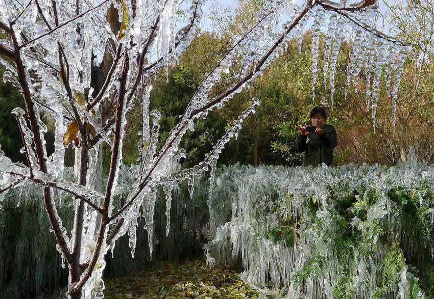A citizen takes photos of a tree which is glazed with ice in Hami City, northwest China's Xinjiang Uygur Autonomous Region, Nov. 4, 2012. Glaze ice and icicles are seen in Hami after strong wind and cold weather swept the city. (Xinhua/Cai Zengle) 