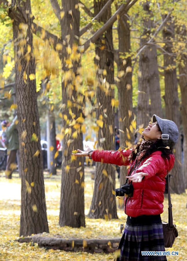 A woman throws golden ginkgo leaves as she enjoys the autumn view in a ginkgo forest in Beijing, capital of China, Nov. 5, 2012. (Xinhua/Wang Xibao) 