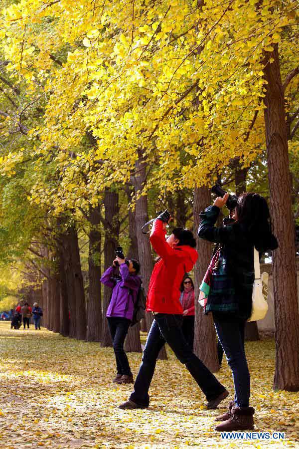 People take photos of golden ginkgo leaves in a ginkgo forest in Beijing, capital of China, Nov. 5, 2012. (Xinhua/Wang Xibao) 