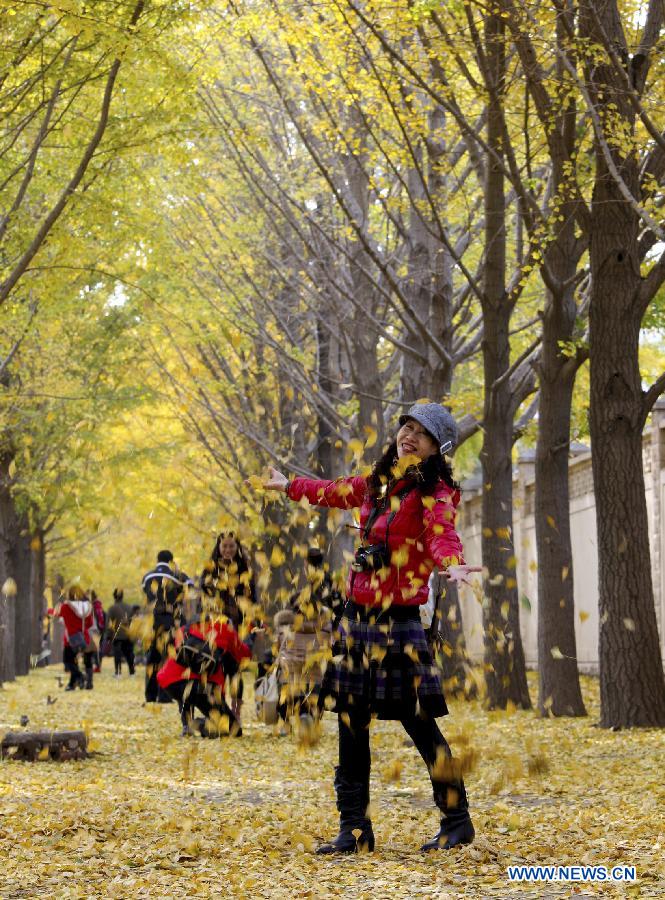 A woman throws golden ginkgo leaves as she enjoys the autumn view in a ginkgo forest in Beijing, capital of China, Nov. 5, 2012. (Xinhua/Wang Xibao)
