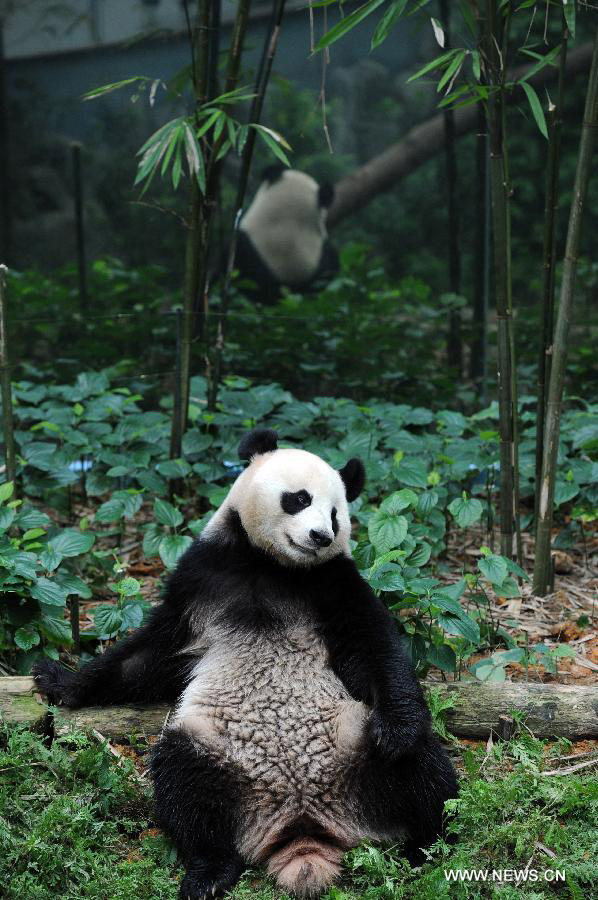 Jia Jia, one of a pair of giant pandas from southwest China's Sichuan Province, rests in the Singapore River Safari, Nov. 5, 2012. The Singapore River Safari Giant Panda Forest exhibit, in which giant pandas Wu Jie and Hu Bao, known as Kai Kai and Jia Jia in Singapore, have been living for 10 years, is scheduled to be opened to the public on Nov. 29. (Xinhua/Then Chih Wey)