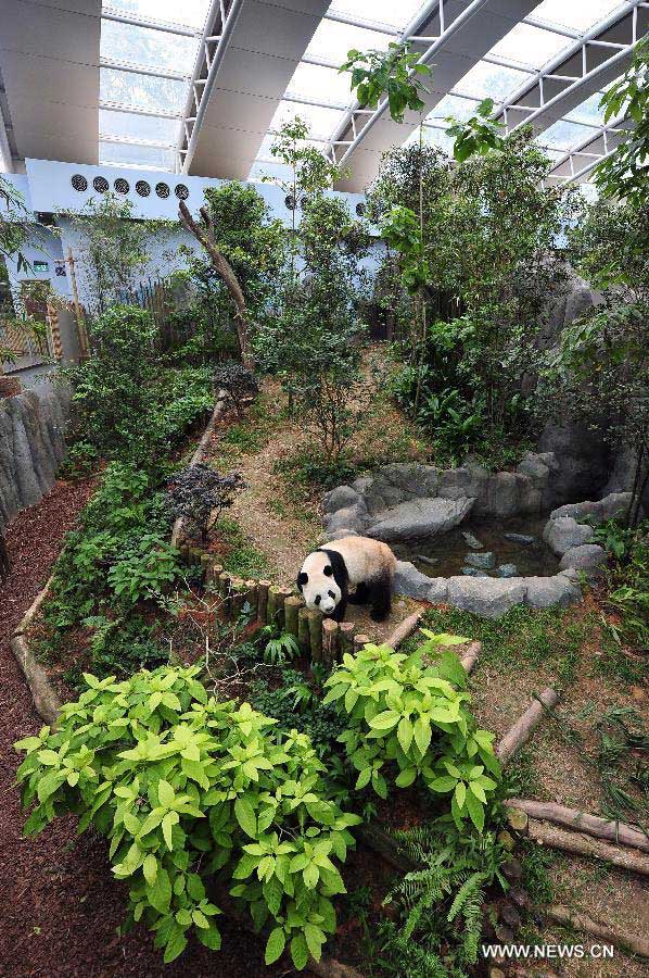 Kai Kai, one of a pair of giant pandas from southwest China's Sichuan Province rests in the Singapore River Safari, Nov. 5, 2012. The Singapore River Safari Giant Panda Forest exhibit, in which giant pandas Wu Jie and Hu Bao, known as Kai Kai and Jia Jia in Singapore, have been living for 10 years, is scheduled to be opened to the public on Nov. 29. (Xinhua/Then Chih Wey)