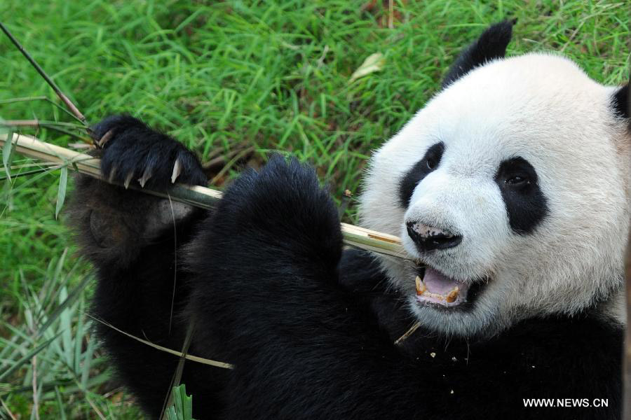 Kai Kai, one of a pair of giant pandas from southwest China's Sichuan Province eats bamboo in the Singapore River Safari, Nov. 5, 2012. The Singapore River Safari Giant Panda Forest exhibit, in which giant pandas Wu Jie and Hu Bao, known as Kai Kai and Jia Jia in Singapore, have been living for 10 years, is scheduled to be opened to the public on Nov. 29. (Xinhua/Then Chih Wey)