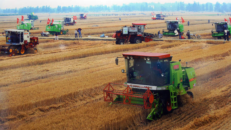 Farmers harvest wheat in Tanghe County, central China's Henan Province. (People's Daily Online/Jiang Jianhua)