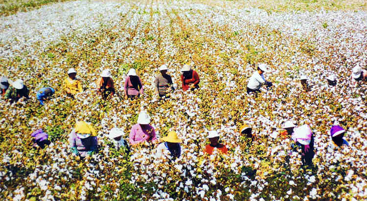 Farmers pick cotton in a cotton-growing area in northwest China's Xinjiang Uygur Autonomous Region. (People's Daily Online/Jiang Jianhua)