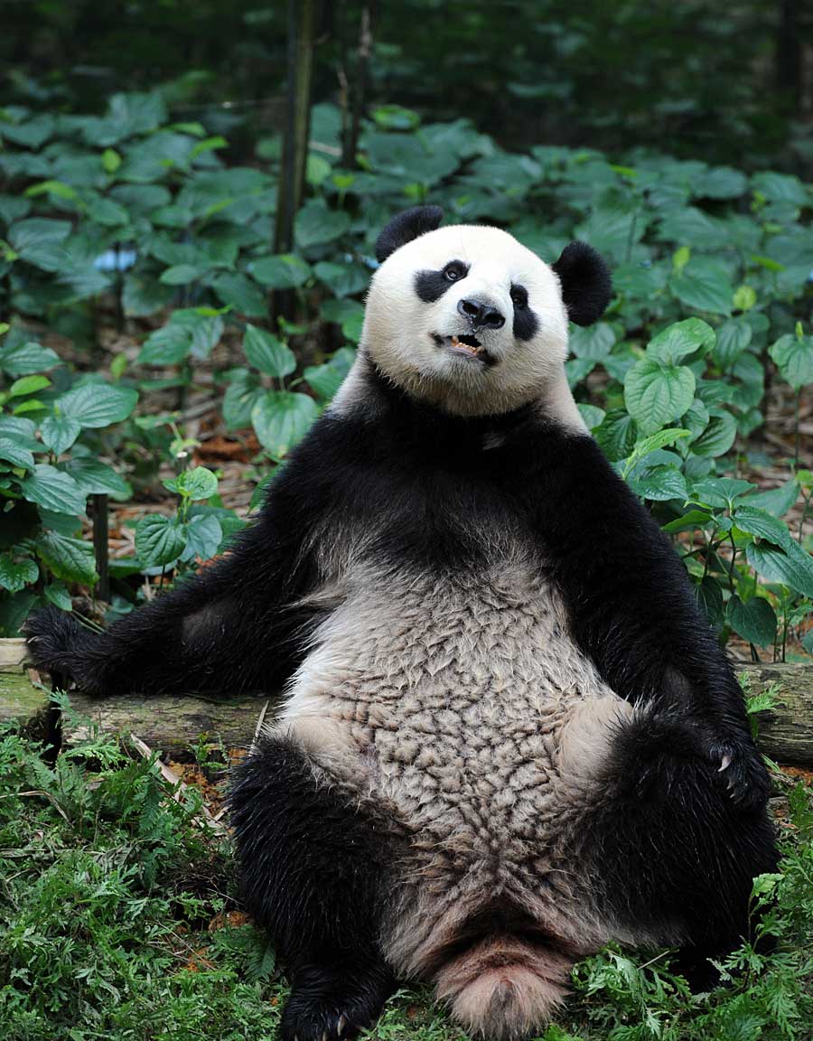 Chinese panda Jiajia take a rest at the new Singapore River Safari, Nov 5, 2012. [Photo/Xinhua]