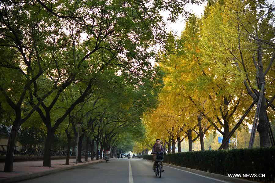 A woman rides on a road sided by gingko trees near the Diaoyutai State Guesthouse in Beijing, China's capital, Nov. 6, 2012. (Xinhua/Pan Chaoyue)