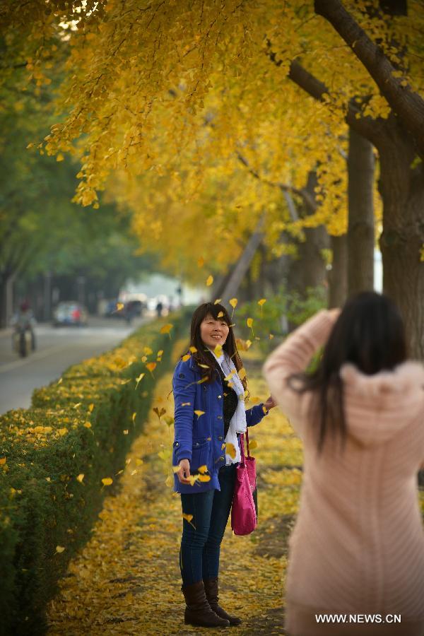 A woman poses for pictures with the beautiful scenery of yellow gingko leaves near the Diaoyutai State Guesthouse in Beijing, China's capital, Nov. 6, 2012. (Xinhua/Pan Chaoyue) 