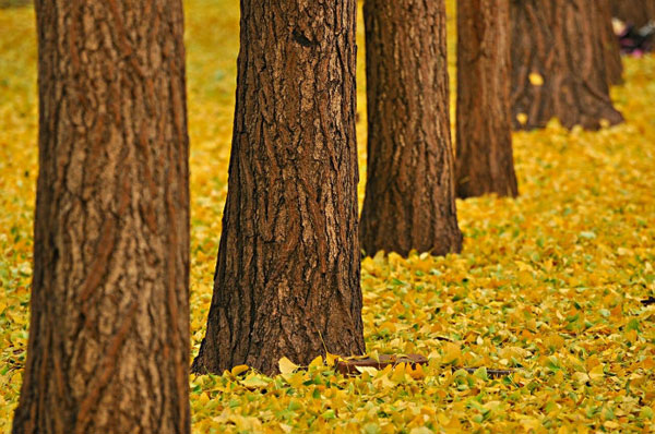 Enthusiasm for autumn leaves is in full swing, come rain or snow. Although the capital was swept by a below-zero cold wave over the weekend, tourists and photography enthusiasts can still be seen at Ginkgo Avenue, the most popular place to view golden ginkgo leaves, just outside Diaoyutai State Guesthouse. These photos, taken Sunday on November 4, 2012, show the best of autumn on the verge of fading away. (CRIENGLISH.com/Song Xiaofeng)