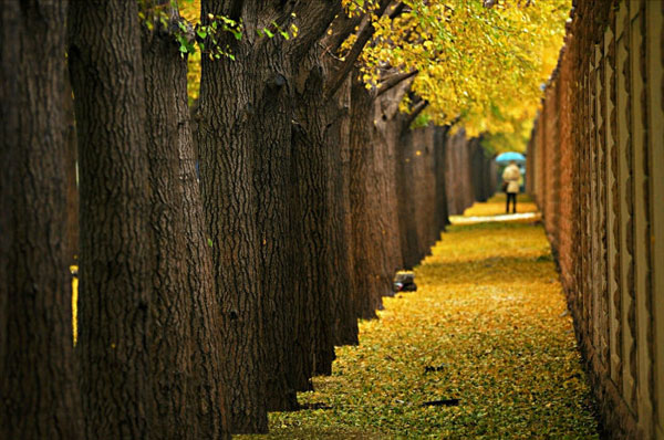 Enthusiasm for autumn leaves is in full swing, come rain or snow. Although the capital was swept by a below-zero cold wave over the weekend, tourists and photography enthusiasts can still be seen at Ginkgo Avenue, the most popular place to view golden ginkgo leaves, just outside Diaoyutai State Guesthouse. These photos, taken Sunday on November 4, 2012, show the best of autumn on the verge of fading away. (CRIENGLISH.com/Song Xiaofeng)