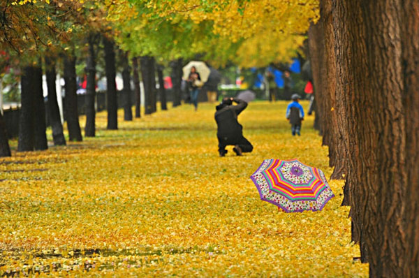 Enthusiasm for autumn leaves is in full swing, come rain or snow. Although the capital was swept by a below-zero cold wave over the weekend, tourists and photography enthusiasts can still be seen at Ginkgo Avenue, the most popular place to view golden ginkgo leaves, just outside Diaoyutai State Guesthouse. These photos, taken Sunday on November 4, 2012, show the best of autumn on the verge of fading away. (CRIENGLISH.com/Song Xiaofeng)