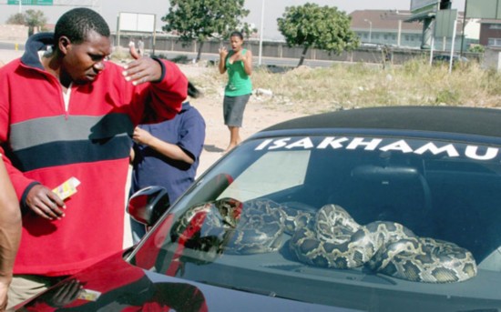 Snake guards the car.(chinanews.com)