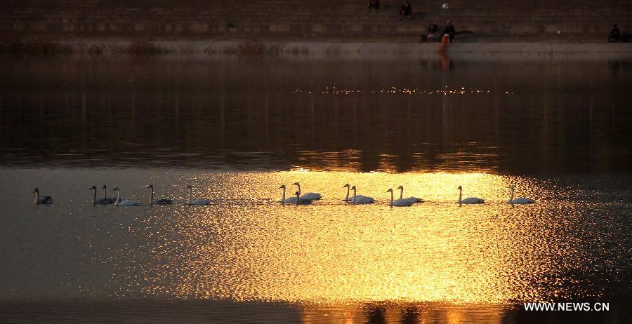 A flock of migratory swans swim on the Luohe River in Luoyang City, central China's Henan Province, Nov. 5, 2012. (Xinhua/Zhang Xiaoli) 