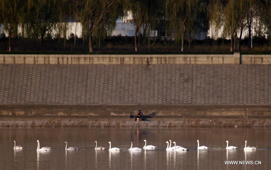A flock of migratory swans swim on the Luohe River in Luoyang City, central China's Henan Province, Nov. 5, 2012. (Xinhua/Zhang Xiaoli)