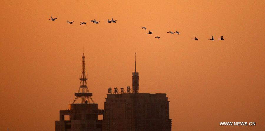 A flock of migratory swans fly over Luoyang City, central China's Henan Province, Nov. 5, 2012. (Xinhua/Zhang Xiaoli)