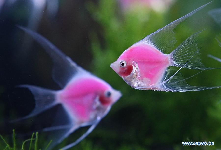 Photo taken on Nov. 7, 2012 shows newly-bred fluorescent angelfish in Taipei, southeast China's Taiwan. (Xinhua)