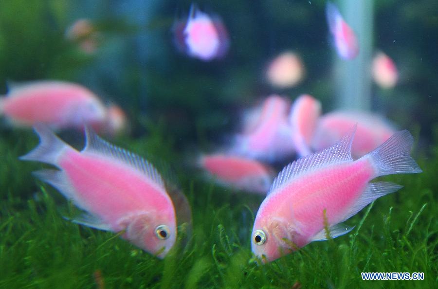 Photo taken on Nov. 7, 2012 shows newly-bred fluorescent fish in Taipei, southeast China's Taiwan. (Xinhua)