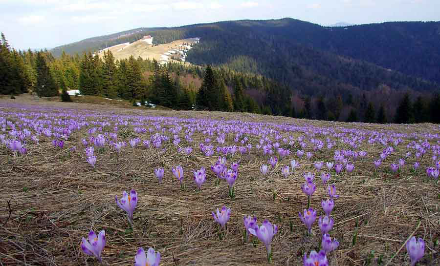 Poland (Xinhua)