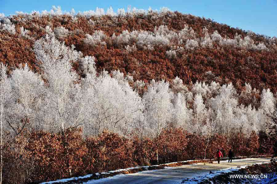 Trees are glazed with rime at the Bashili Dawan scenic spot in Huma County, northeast China's Heilongjiang Province, Nov. 7, 2012. The rime scenery here is able to last until late November. (Xinhua/Zhou Changping) 