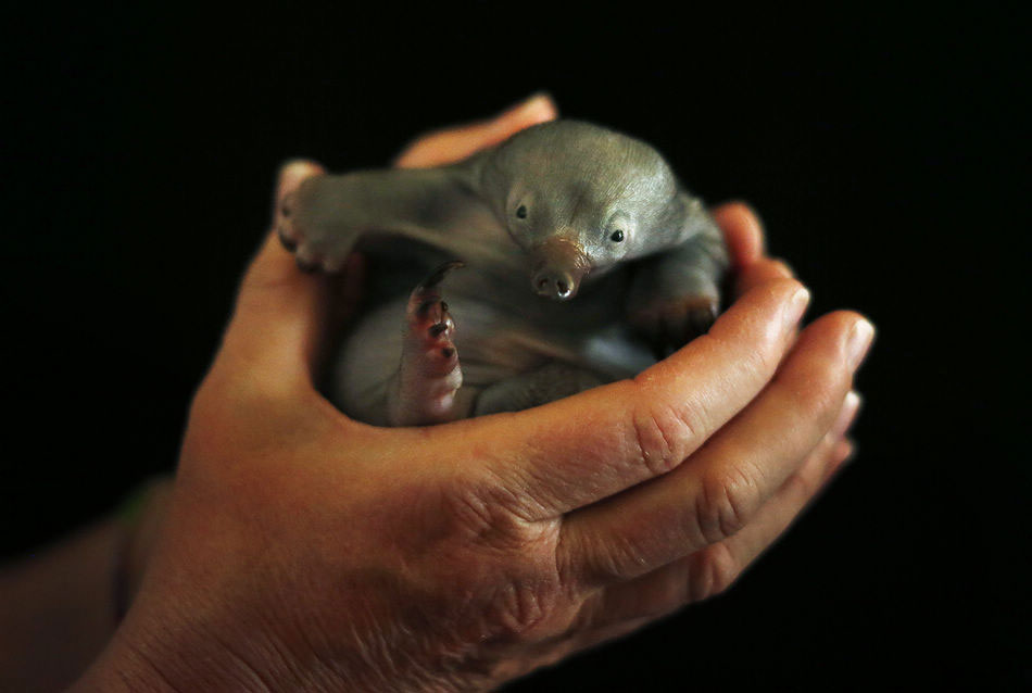 A Echidna. A 30-day-old Short-Beaked Echidna is brought to Taronga Zoo after it is found helpless on a hiking trail near Sydney, Australia on November 1, 2012. It's quite possible the tiny puggle fell out of its mother's pouch. Echidna babies are left in cozy burrows at around 45 days of age. (Xinhua/Reuter)