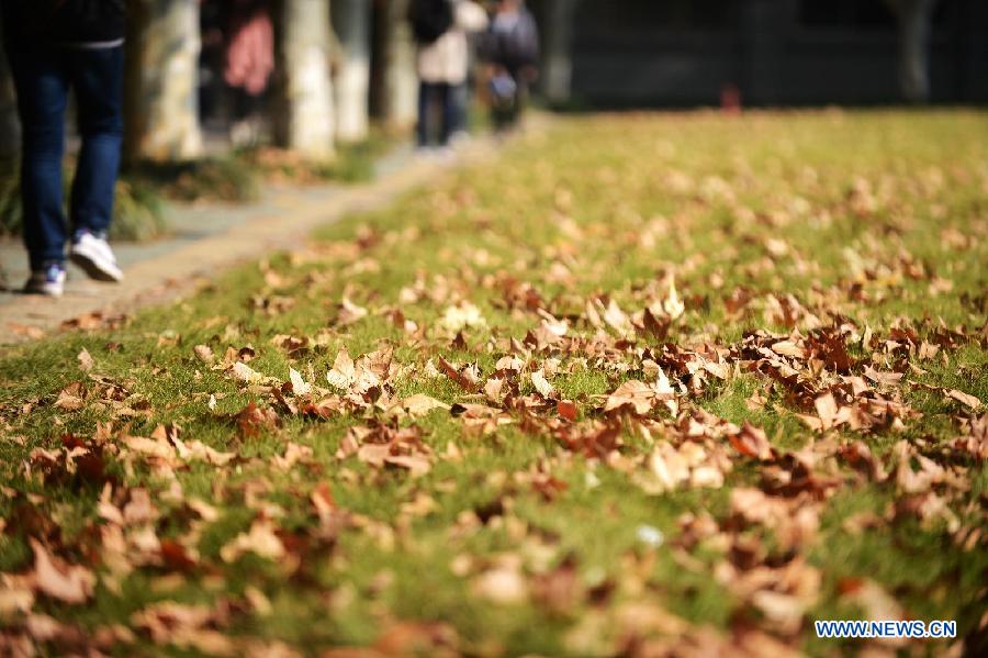 Leaves fall onto the grassland on the campus of Yangzhou University in Yangzhou, east China's Jiangsu Province, Nov. 7, 2012. The beautiful scenery of Yangzhou University in late autumn attracted many people to come to enjoy. (Xinhua/Meng Delong) 