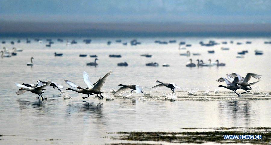 Swans are seen at the East Lake in Jiujiang County, east China's Jiangxi Province, Nov. 7, 2012. Swans migrate here in late autumn and early winter to live through the winter. (Xinhua/Yang Jihong)