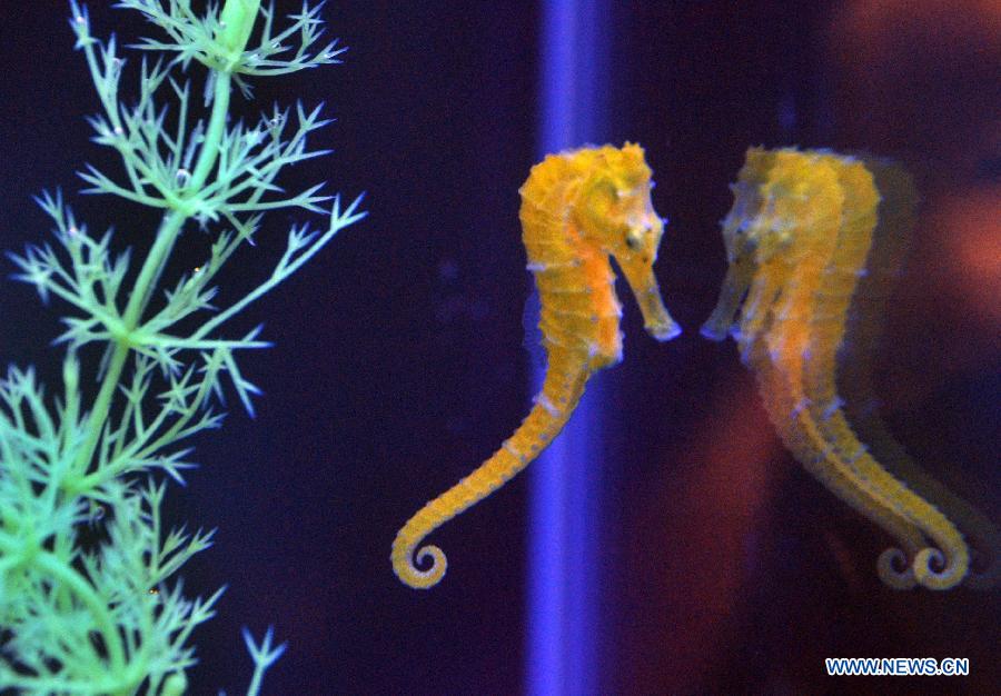 Photo taken on Nov. 9, 2012 shows a kind of hippocampus at the 2012 Taiwan International Aquarium Expo in Taipei, southeast China's Taiwan. The four-day exposition, consisting of theme exhibition areas such as fluorescent fish exhibition area, creative design exhibition area and so on, opened here on Friday. (Xinhua/Wu Ching-teng)