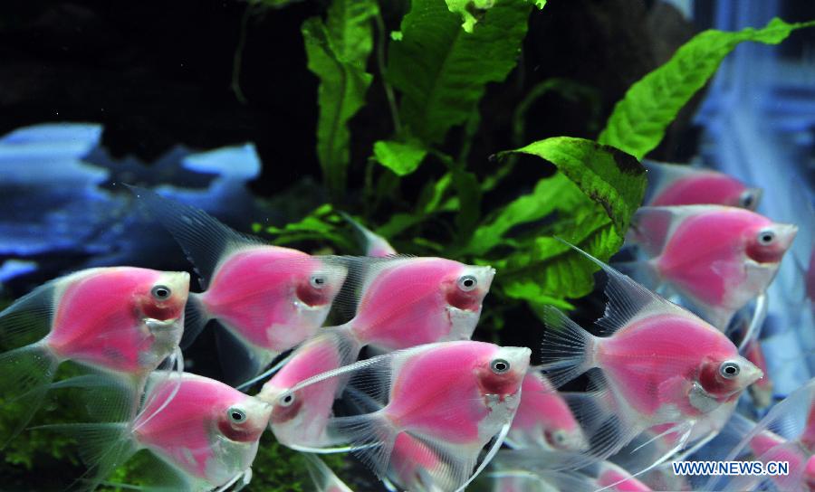 Photo taken on Nov. 9, 2012 shows fluorescent fishes at the 2012 Taiwan International Aquarium Expo in Taipei, southeast China's Taiwan. The four-day exposition, consisting of theme exhibition areas such as fluorescent fish exhibition area, creative design exhibition area and so on, opened here on Friday. (Xinhua/Wu Ching-teng)