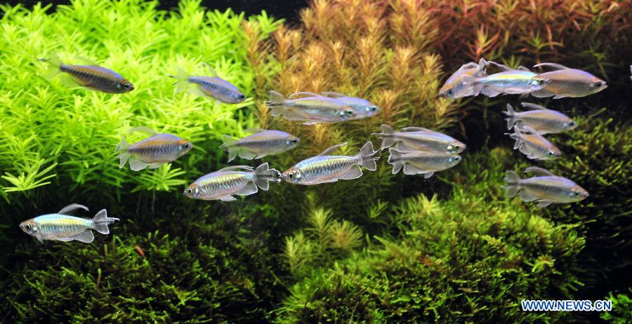 Photo taken on Nov. 9, 2012 shows "Congo Neon" at the 2012 Taiwan International Aquarium Expo in Taipei, southeast China's Taiwan. The four-day exposition, consisting of theme exhibition areas such as fluorescent fish exhibition area, creative design exhibition area and so on, opened here on Friday. (Xinhua/Wu Ching-teng)
