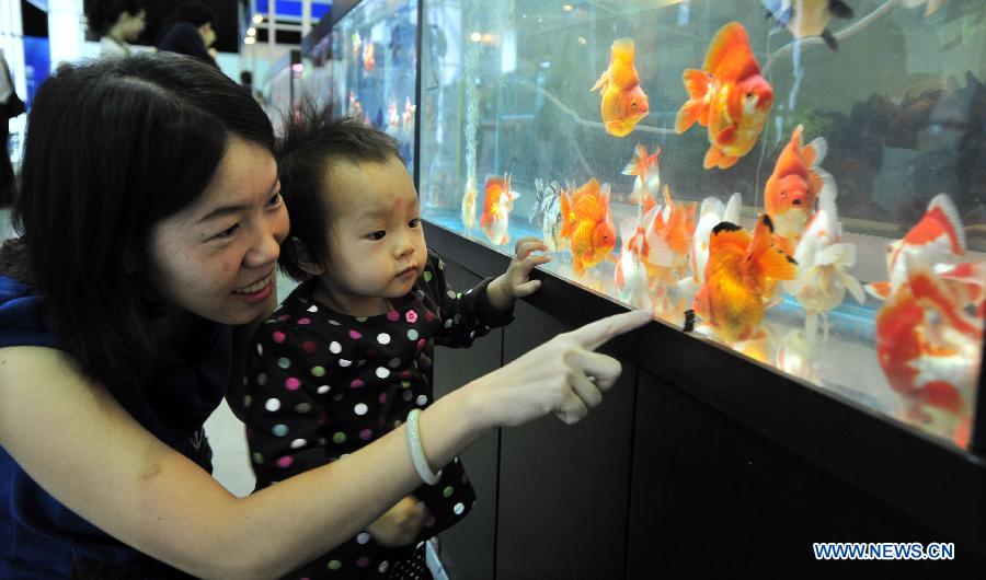 A child watches golden fishes with mother at the 2012 Taiwan International Aquarium Expo in Taipei, southeast China's Taiwan. The four-day exposition, consisting of theme exhibition areas such as fluorescent fish exhibition area, creative design exhibition area and so on, opened here on Friday. (Xinhua/Wu Ching-teng)