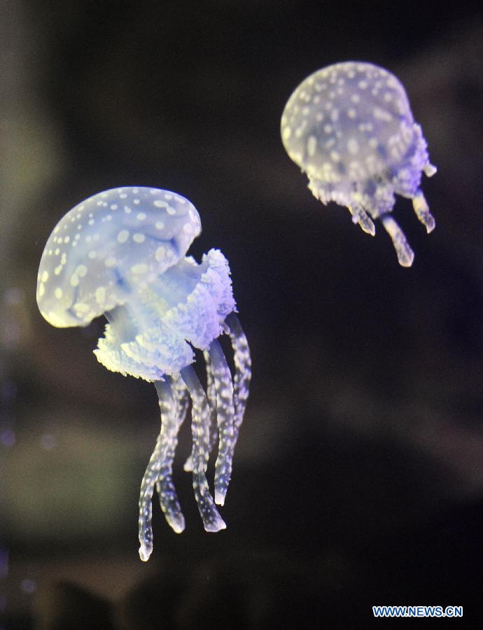 Photo taken on Nov. 9, 2012 shows jellyfishes at the 2012 Taiwan International Aquarium Expo in Taipei, southeast China's Taiwan. The four-day exposition, consisting of theme exhibition areas such as fluorescent fish exhibition area, creative design exhibition area and so on, opened here on Friday. (Xinhua/Wu Ching-teng)