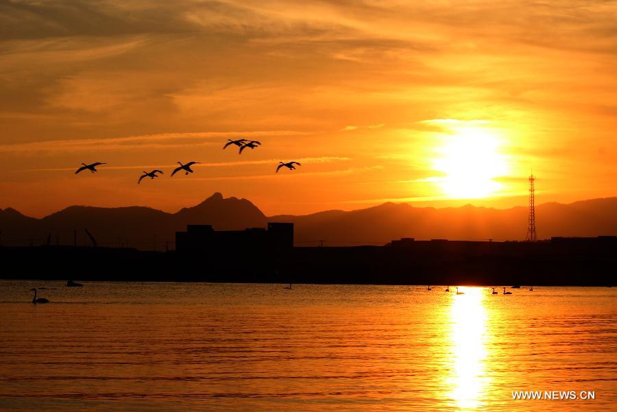 A flock of swans fly over the Rongcheng state swan nature reserve in Rongcheng City, east China's Shandong Province, Nov. 9, 2012. More than 1,000 swans have flied to the Rongcheng nature reserve to get through this winter. (Xinhua/Lin Haizhen)