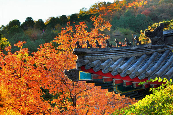 Autumn colors have begun to fade in the Chinese capital as winter sets in. But it is not too late to get a last glance of autumn at Fragrance Hills in west Beijing, where the fall foliage is still out in full force as this collection of photos taken on Thursday, November 8, 2012, shows. (Photo Source: CRIENGLISH.com/Song Xiaofeng)