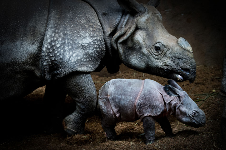 A newly born rhino baby makes its public debut with mother in a Rotterdam's zoon on Nov. 4, 2012. (Photo/Xinhua)