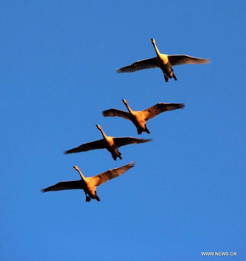 A flock of swans fly over the Rongcheng state swan nature reserve in Rongcheng City, east China's Shandong Province, Nov. 9, 2012. More than 1,000 swans have flied to the Rongcheng nature reserve to get through this winter. (Xinhua/Lin Haizhen)
