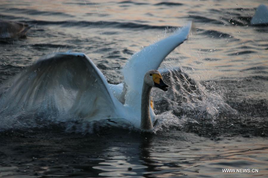A swan frolics in the Rongcheng state swan nature reserve in Rongcheng City, east China's Shandong Province, Nov. 9, 2012. More than 1,000 swans have flied to the Rongcheng nature reserve to get through this winter. (Xinhua/Lin Haizhen)