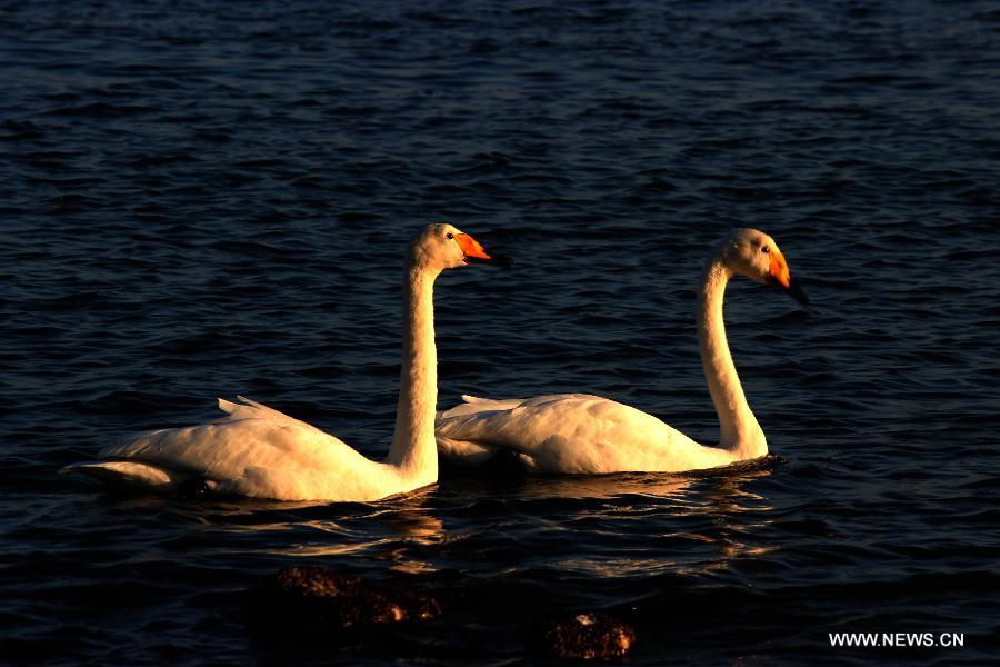 Swans swim in the Rongcheng state swan nature reserve in Rongcheng City, east China's Shandong Province, Nov. 9, 2012. More than 1,000 swans have flied to the Rongcheng nature reserve to get through this winter. (Xinhua/Lin Haizhen) 