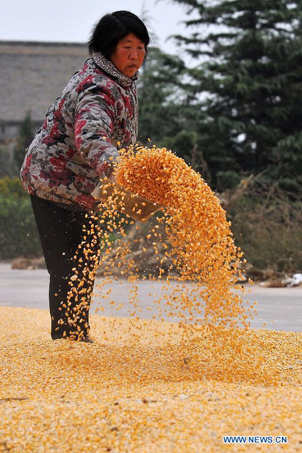 A villager airs corns at Xiwu Village of Pinglu County, north China's Shanxi Province, Nov. 7, 2012. The grain production of Shanxi Province this year is expected to exceed 12 billion kilograms, hitting a record high. (Xinhua/Zhan Yan)