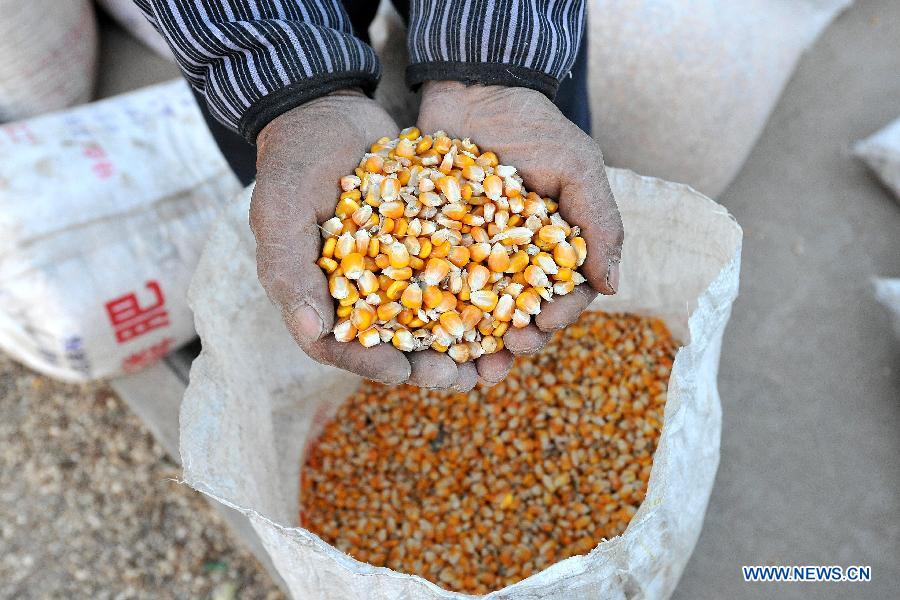 A villager holds corn kernels at Yaotou Village of Pinglu County, north China's Shanxi Province, Nov. 6, 2012. The grain production of Shanxi Province this year is expected to exceed 12 billion kilograms, hitting a record high. (Xinhua/Zhan Yan)