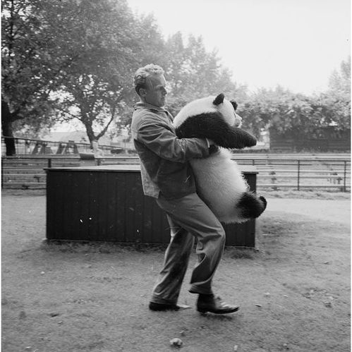 In 1958, panda "Qiqi" settled down in London Zoo.(file photo/GMW.cn))